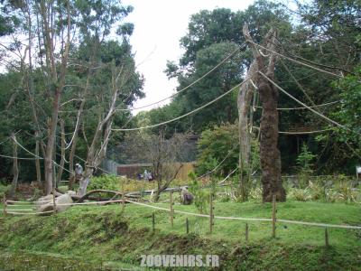 Entelle de l'Inde - 2007