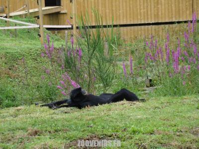 Siamang - 2007
