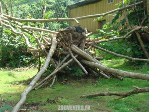 Binturong