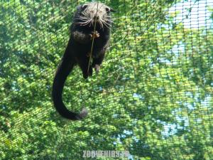 Binturong