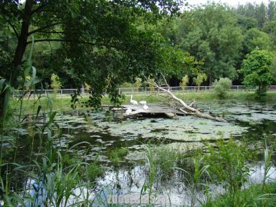 Pélican frisé - 2007