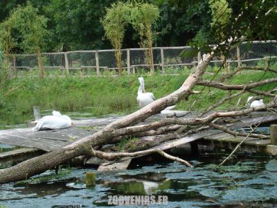 Pélican frisé - 2007