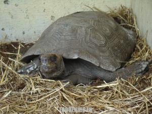 Tortue brune
