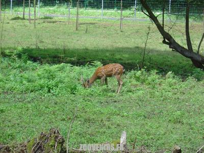 Cerf du Vietnam - 2007