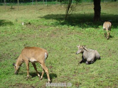 Nilgaut - 2007