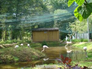 Flamant rose