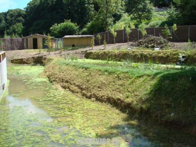 Grue de Manchourie - 2007