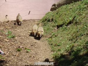 Coatis