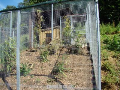 Faisan d'Edwards - 2007