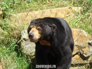 Ours malais