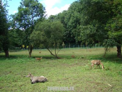 Nilgaut - Cerf du Vietnam - 2007