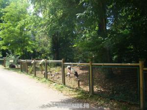 Cigogne - Ibis sacré