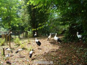 Cigogne - Ibis sacré