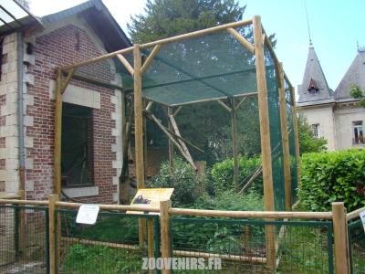 Ouistiti à toupet blanc - 2009