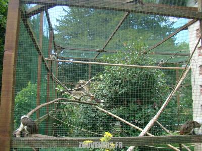 Tamarin pinché - 2009