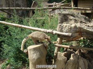 Coati