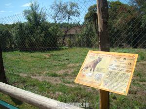 Loup à crinière