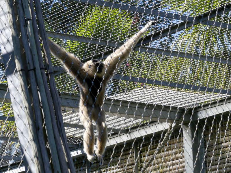 Gibbon à bonnet
