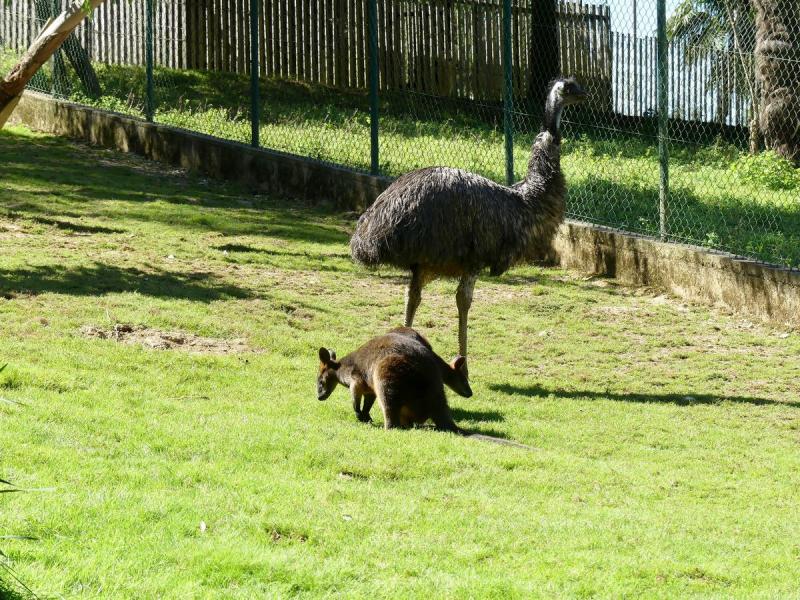Wallaby bicolor - Emeu