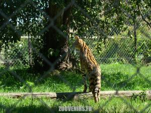Serval