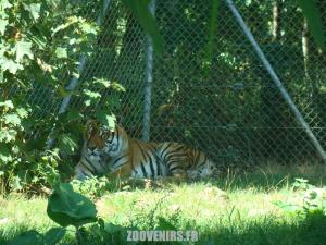 Tigre