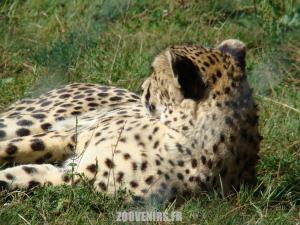 Guépard