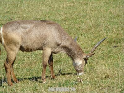 Cobe à croissants - 2009