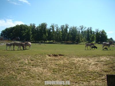 Plaine africaine - 2009