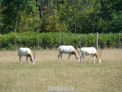 Oryx algazelle - 2009