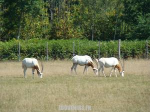 Oryx algazelle
