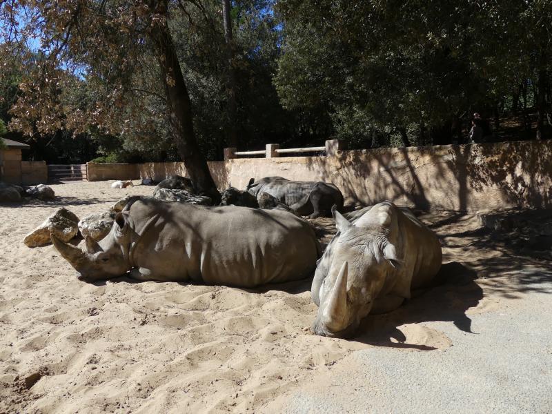 Rhinocéros blanc