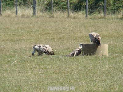 Vautour fauve - 2009