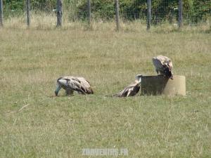 Vautour