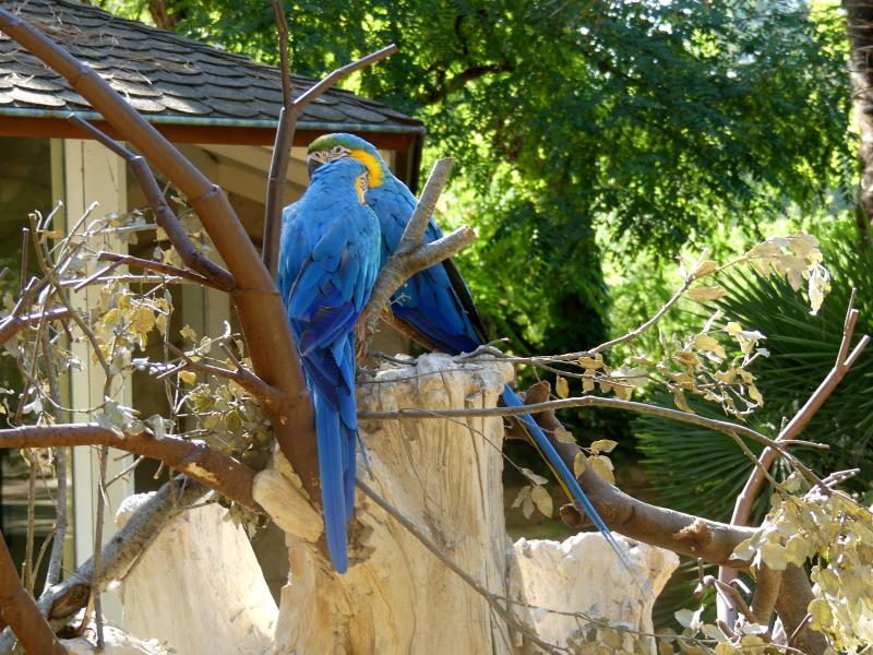 Ara bleu