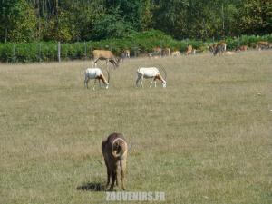 Plaine africaine