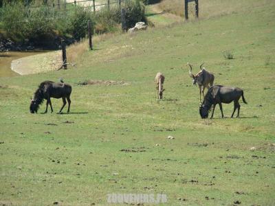 Plaine africaine - 2009