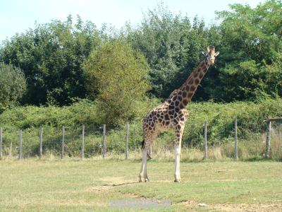 Girafe - 2009