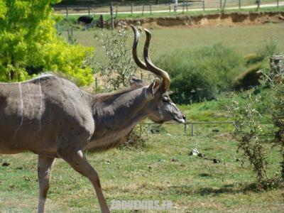 Grand-koudou - 2009