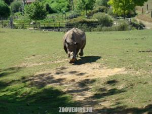 Rhinocéros blanc