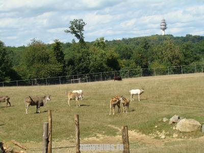 Plaine africaine - 2009