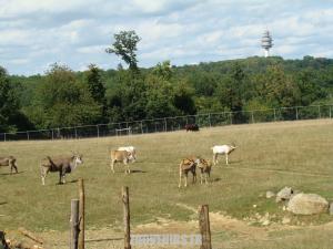 Plaine africaine