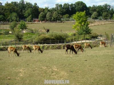 Cobe de Mrs Gray - 2009