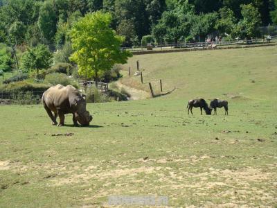 Plaine africaine - 2009