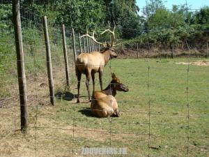 Wapiti