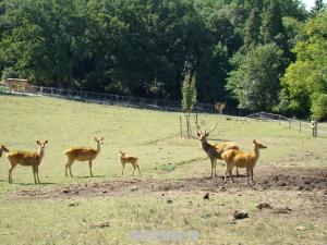 Barasingha