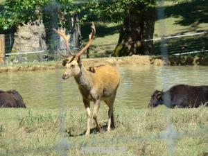 Barasingha - Buffle d'eau