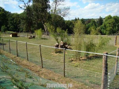 Muntjac de Reeves - 2009