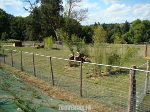 Muntjac de Reeves