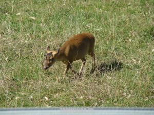 Muntjac de Reeves