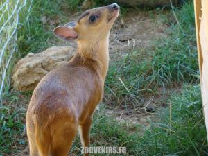 Muntjac de Reeves